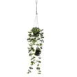 857-56 Laos koristekasvi 60cm, paristokäyttöinen, Star Trading - Muut - 003003 - 1