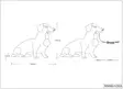 R56601079 Rudi mäyräkoira pöytävalaisin, Reality - Pöytävalaisimet - 185538 - 5