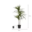 857-55 Bali koristepuu ledeillä 90cm, paristokäyttöinen, Star Trading - Muut - 008249 - 15