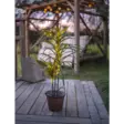 857-55 Bali koristepuu ledeillä 90cm, paristokäyttöinen, Star Trading - Muut - 008249 - 7