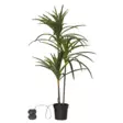 857-55 Bali koristepuu ledeillä 90cm, paristokäyttöinen, Star Trading - Muut - 008249 - 1