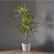 857-55 Bali koristepuu ledeillä 90cm, paristokäyttöinen, Star Trading - Muut - 008249 - 2